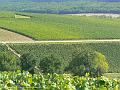 Vineyard near Landreville P1130636